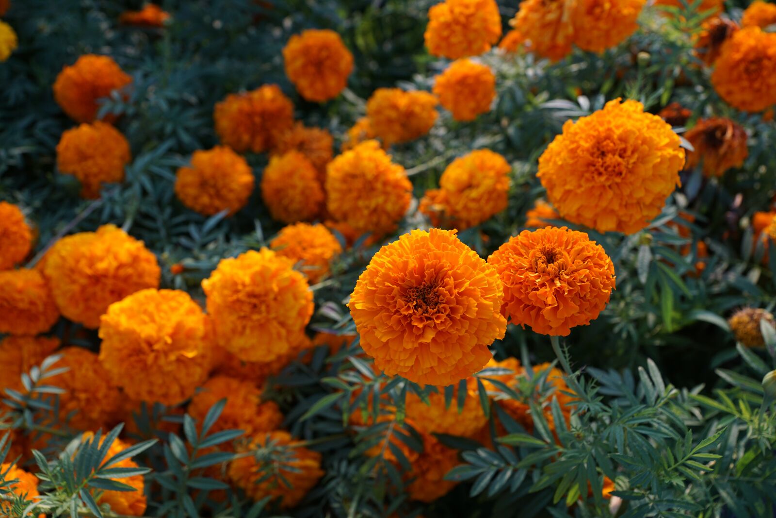 Sony ILCA-77M2 + Sony DT 16-50mm F2.8 SSM sample photo. Flower, yellow, orange photography