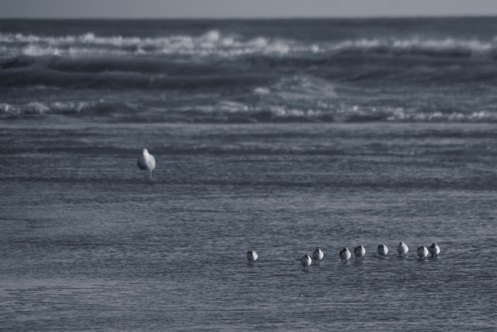 Nikon D80 sample photo. Seabirds, sea, beach photography