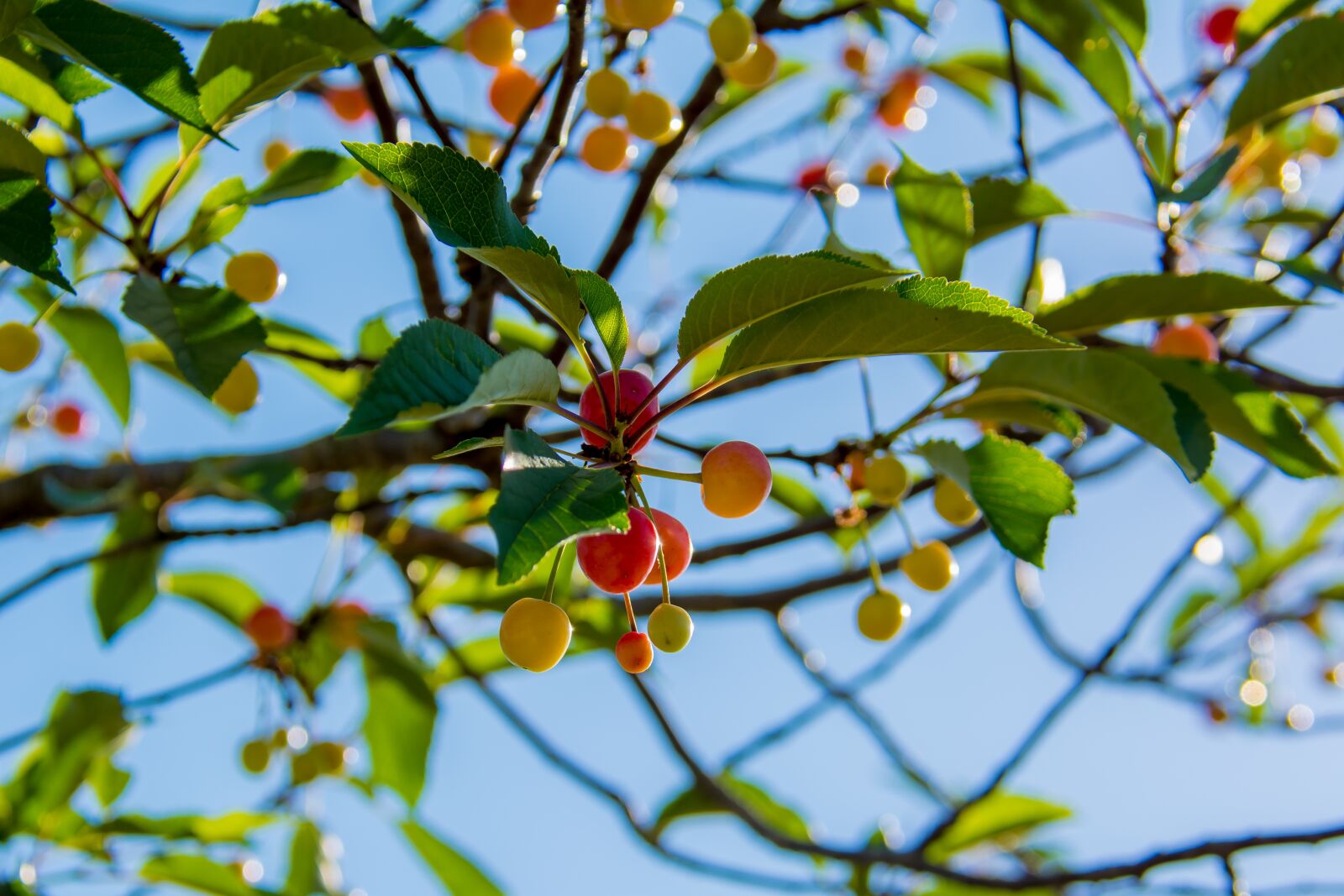Nikon D5200 sample photo. Cherries, branch, cherry photography