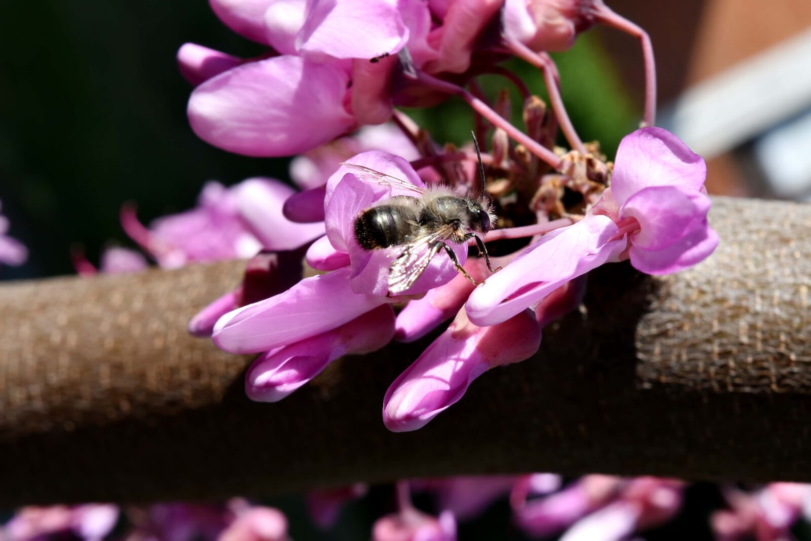 Nikon D5500 sample photo. Bee, close-up, honeybee, macro photography