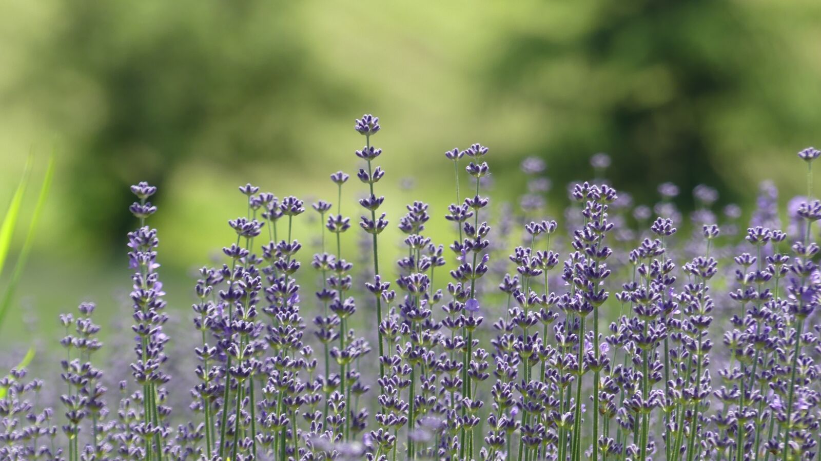 Panasonic Lumix DMC-FZ300 sample photo. Lavender, plant, flora photography
