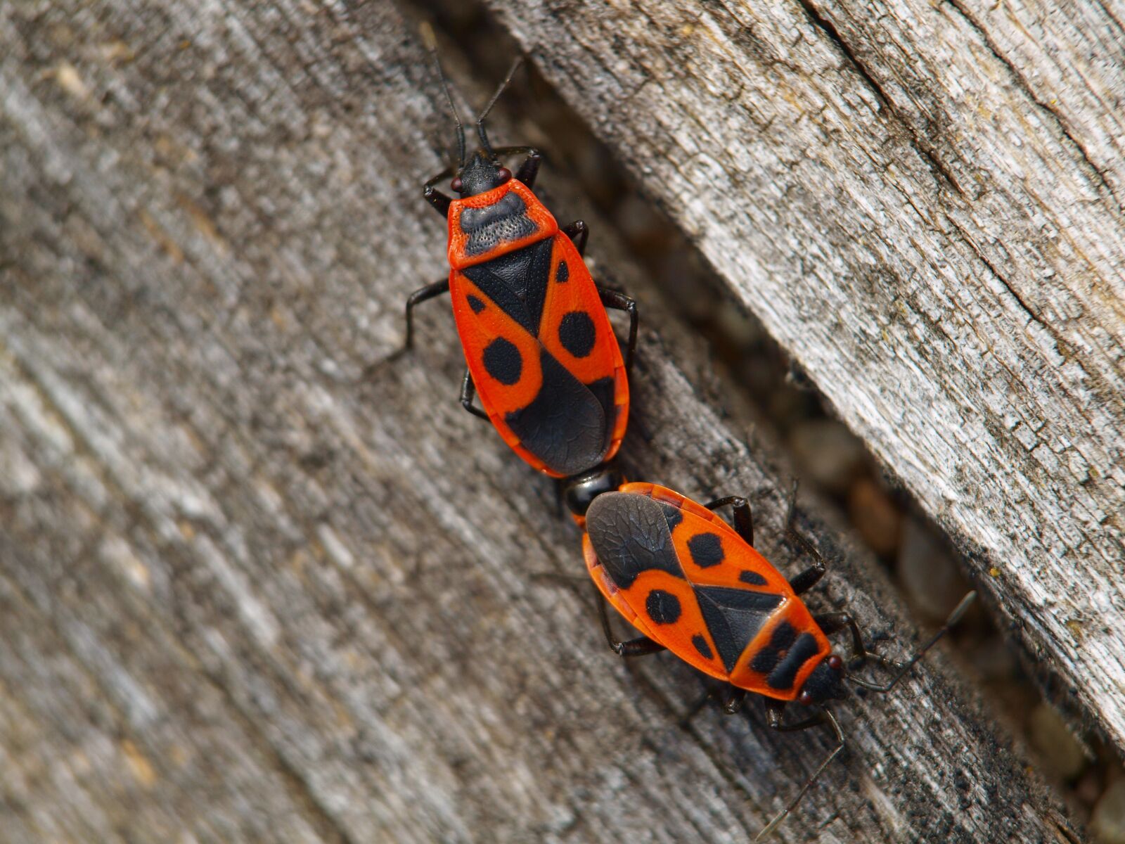 Olympus E-420 (EVOLT E-420) sample photo. Fire bug, insect, close photography