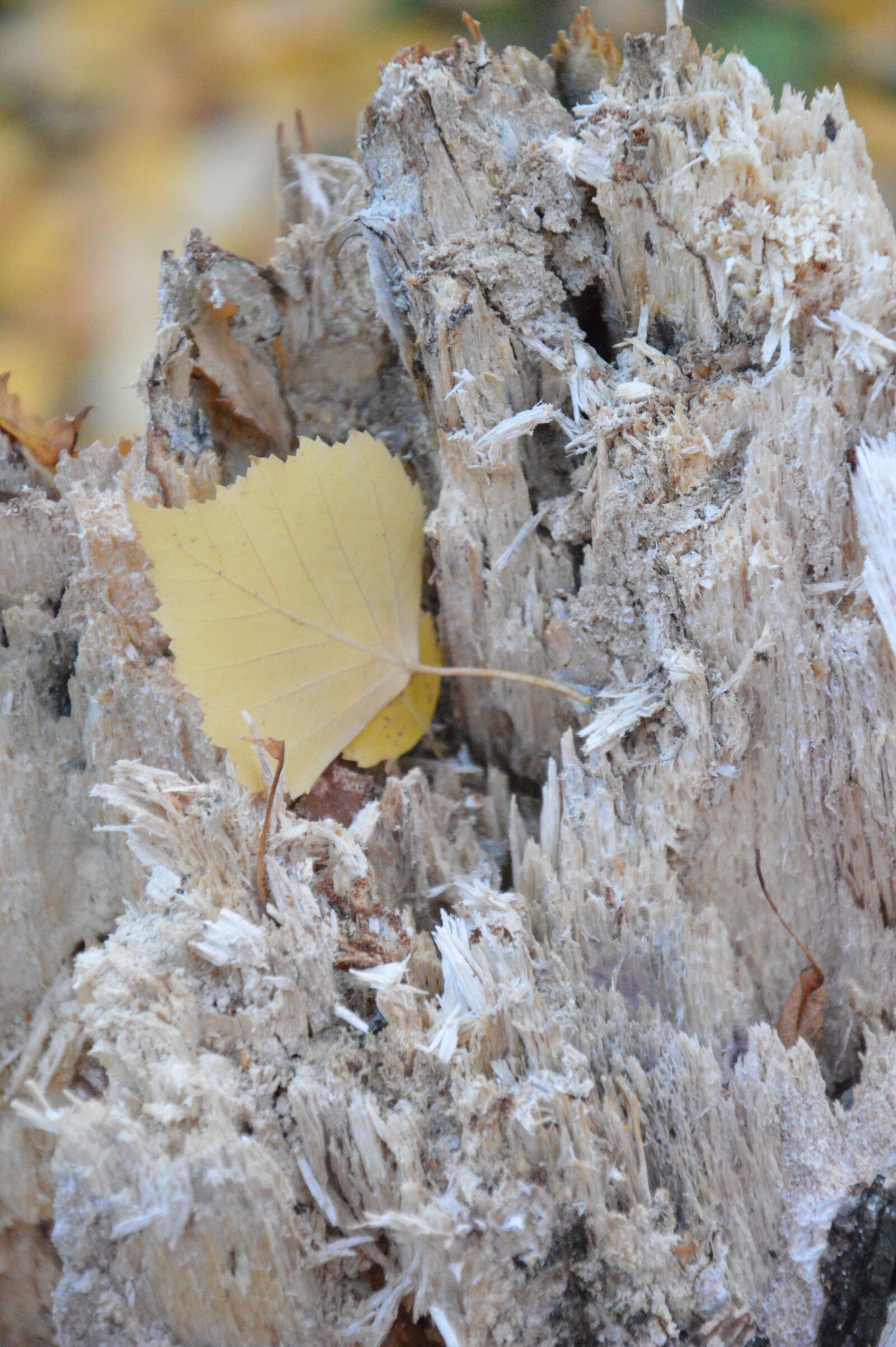 Nikon D3200 sample photo. Autumn, sheet, tree photography