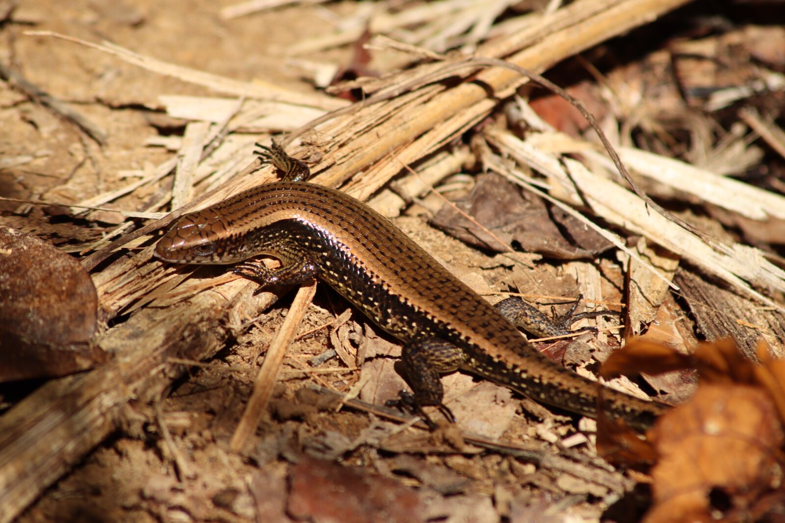 Canon EOS M50 (EOS Kiss M) sample photo. Lizard, brown, reptile photography