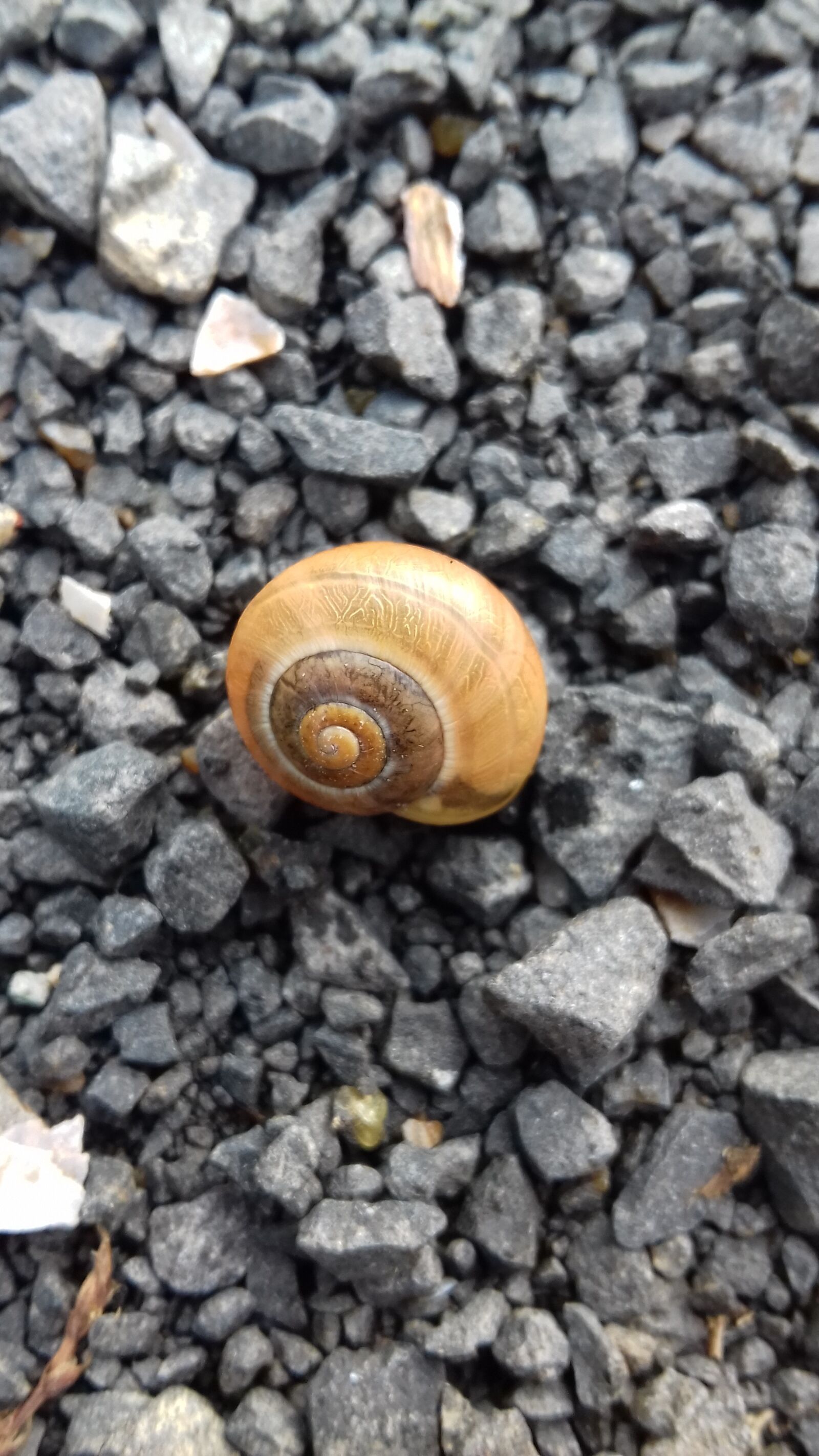 Samsung Galaxy J3(2016) sample photo. Snail, autumn, seashell photography