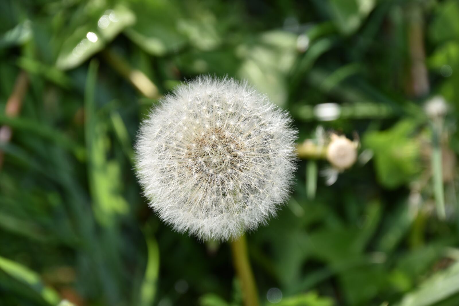 Nikon D5600 sample photo. Egret of pisenlit, seeds photography
