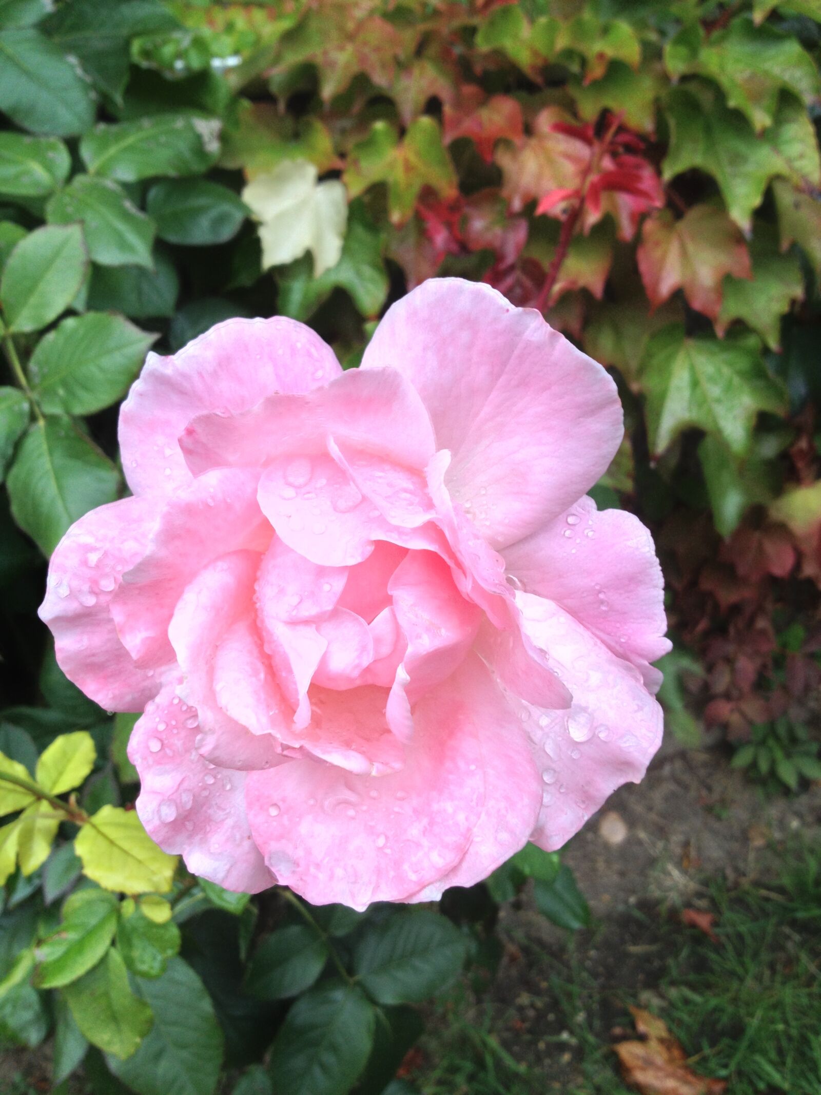 Apple iPhone 4S sample photo. Flower, pink, petals photography