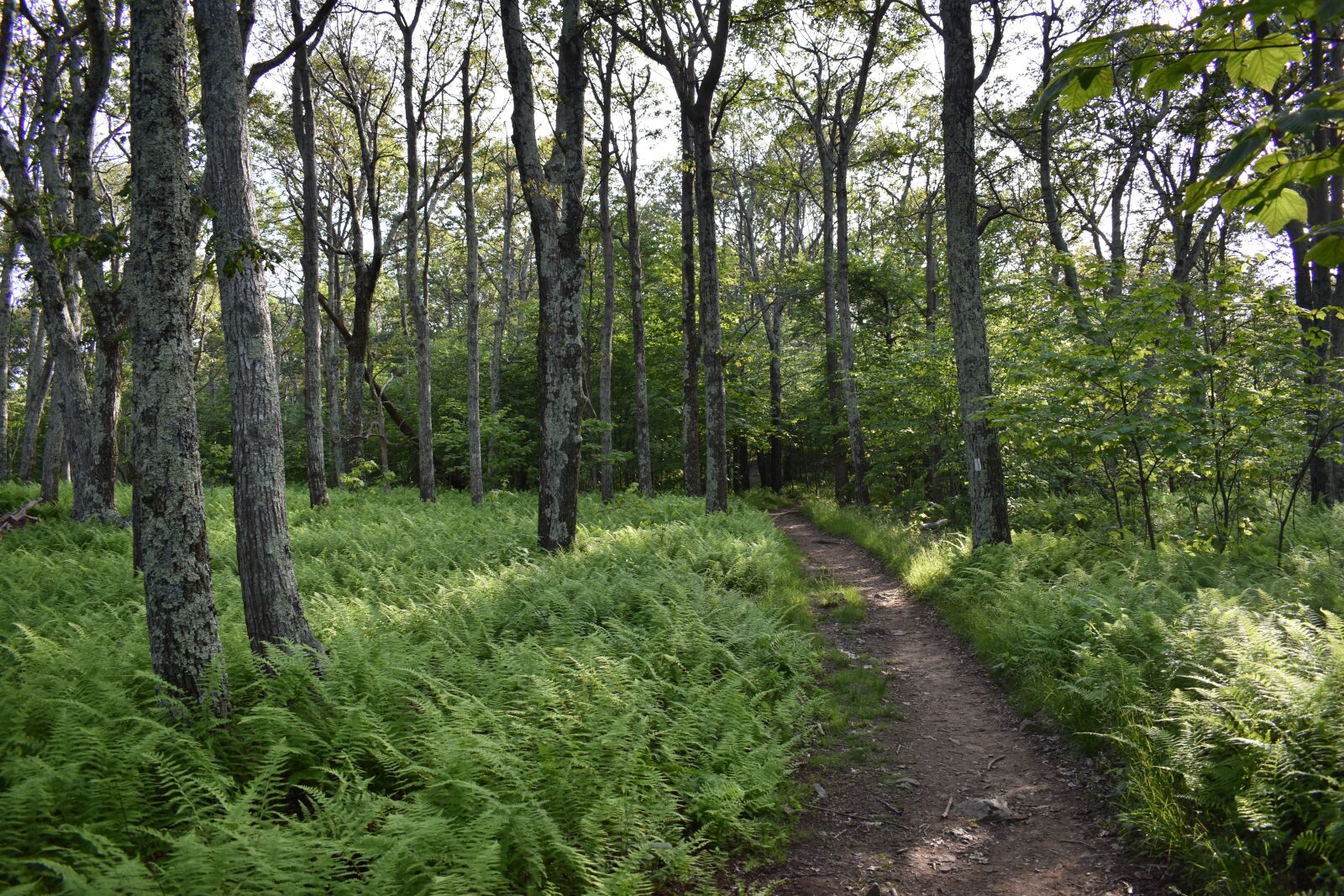 Nikon D3400 sample photo. Trail, hike, boots photography
