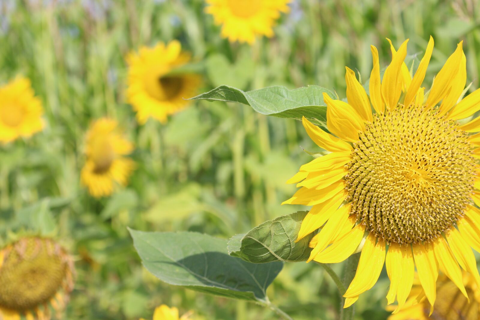 Canon EOS 700D (EOS Rebel T5i / EOS Kiss X7i) sample photo. Sunflower, summer, plant photography