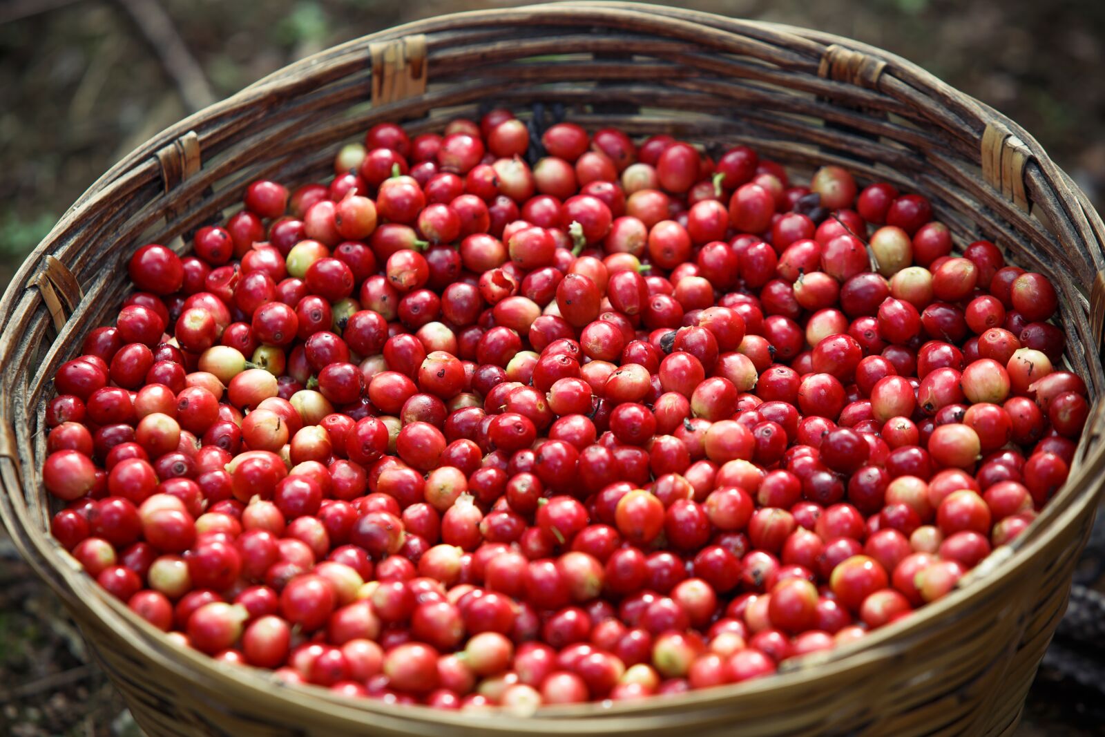 Canon EF 70-200mm F2.8L USM sample photo. Coffee, coffe, coffee beans photography