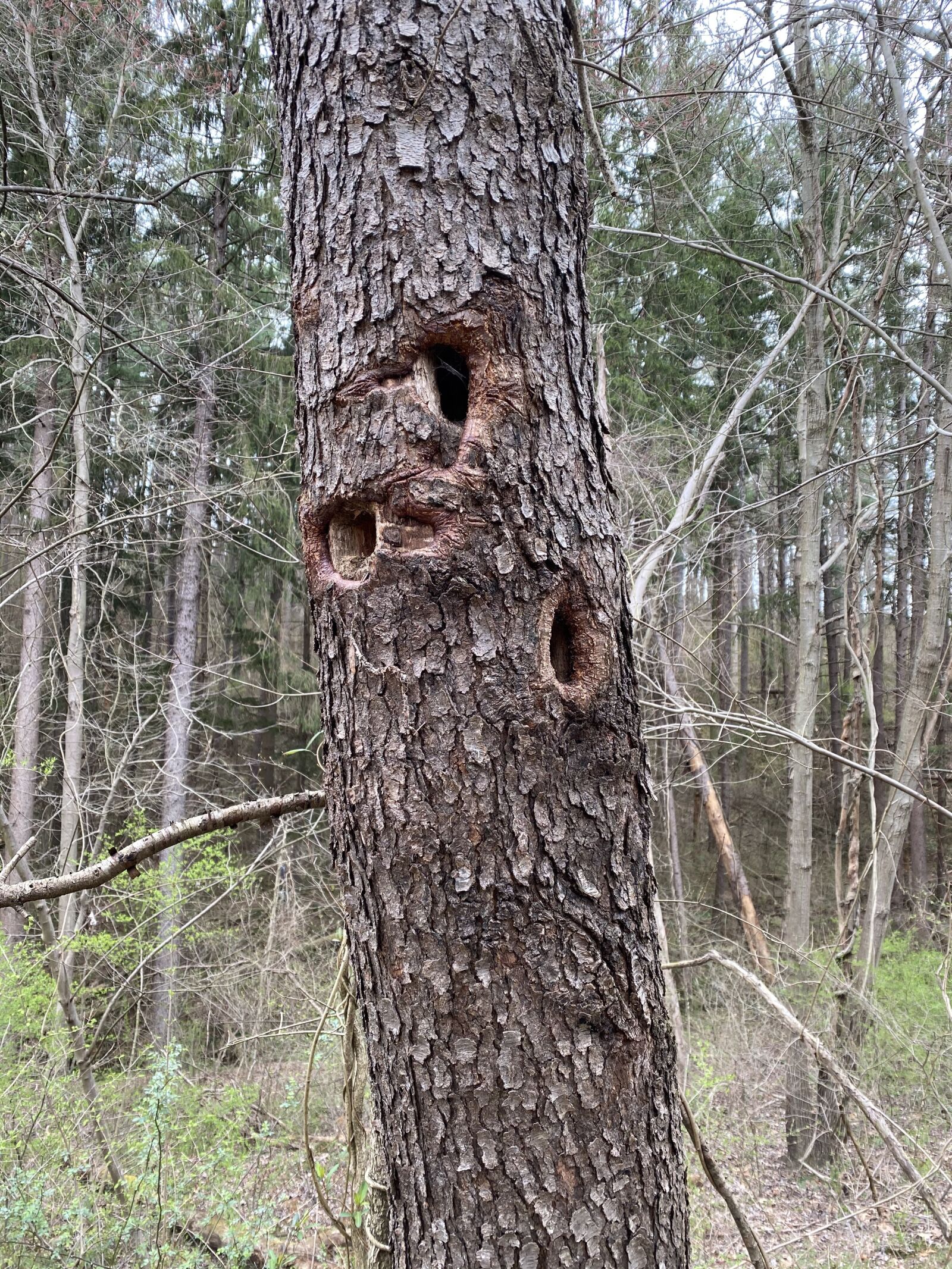 Apple iPhone 11 Pro Max sample photo. Tree, holes, woodpecker photography