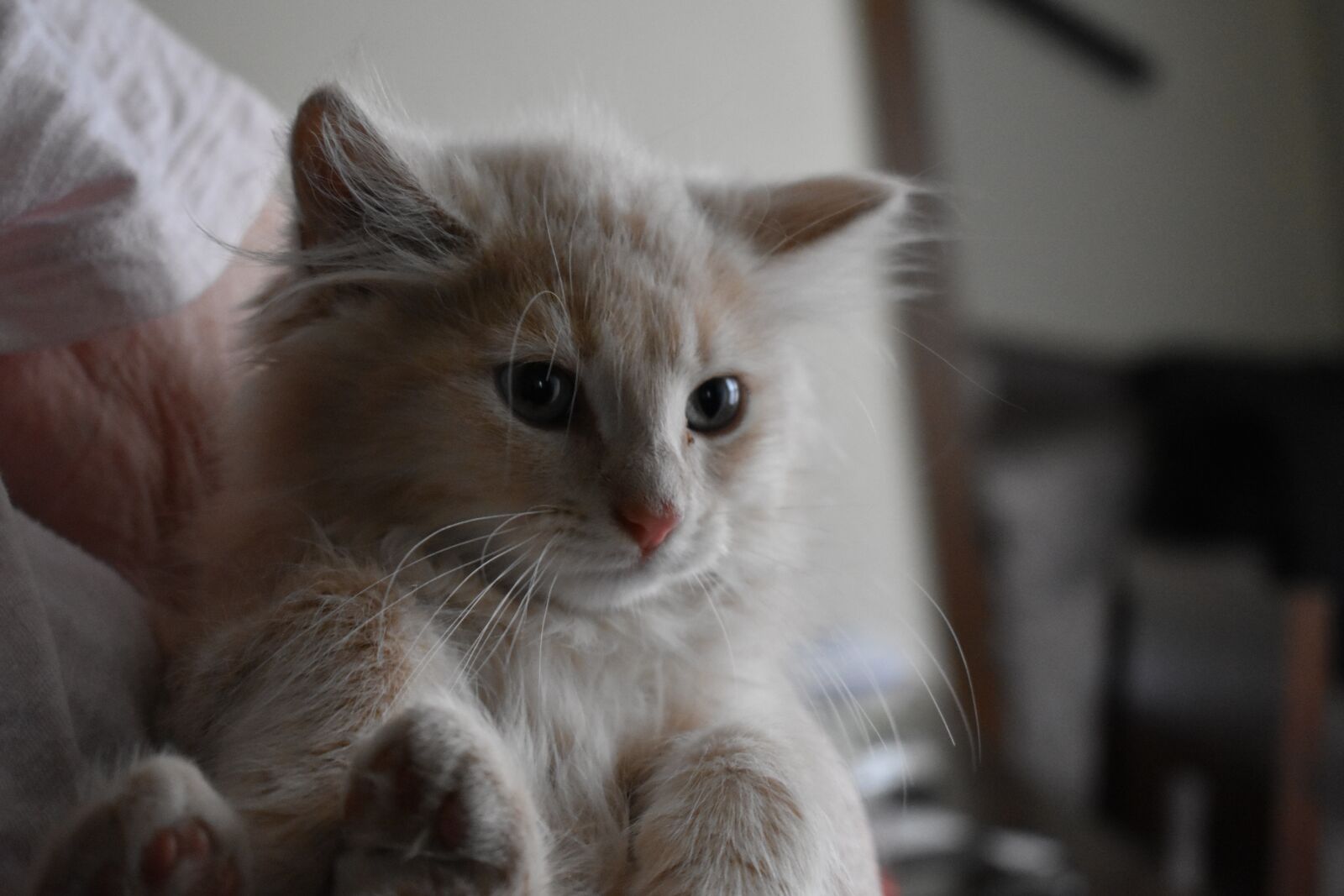 Nikon D3400 sample photo. Cat, cute, holding photography