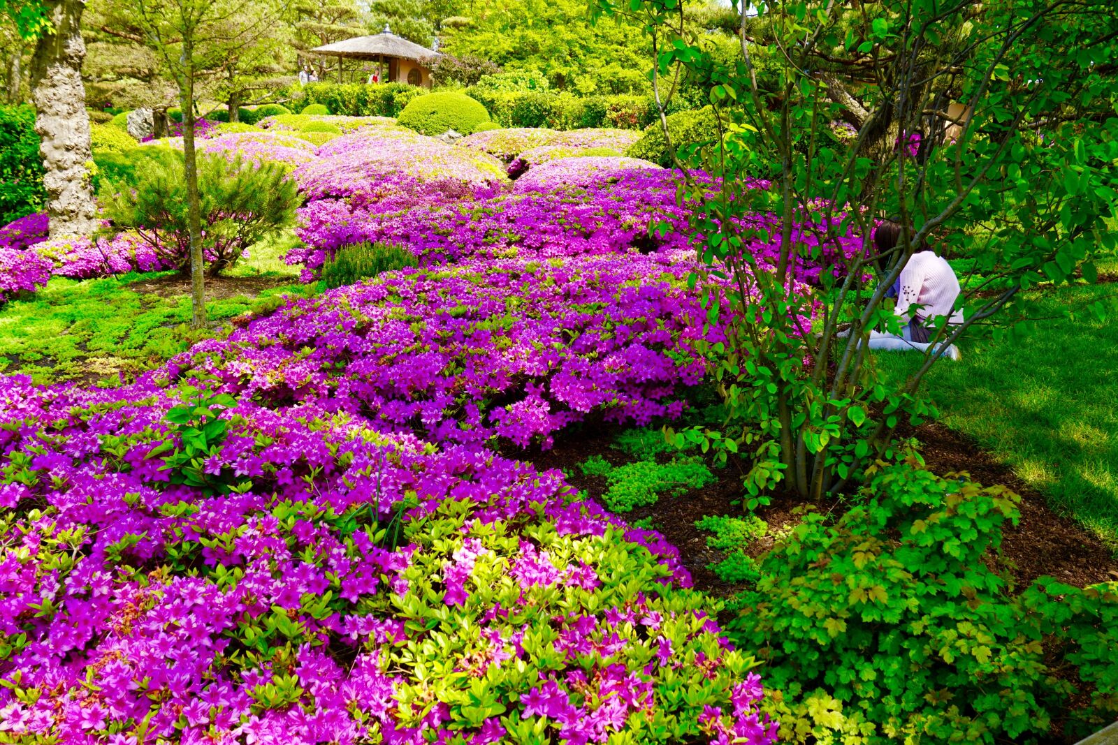 Sony a5100 sample photo. Botanic garden, japanese garden photography