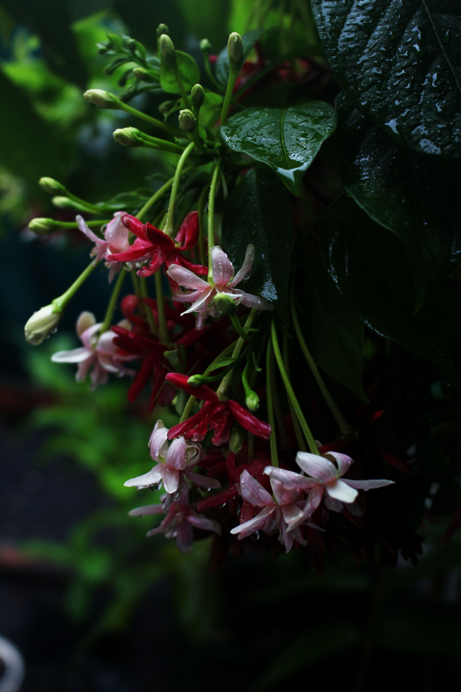 Canon EOS 700D (EOS Rebel T5i / EOS Kiss X7i) sample photo. Flower, season, blooming photography