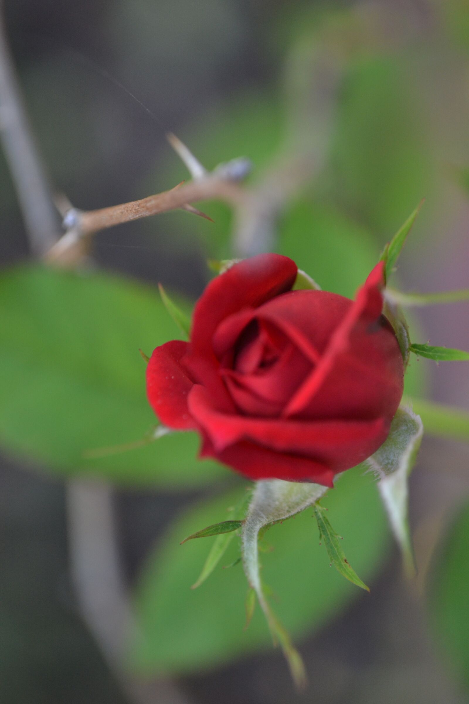 Nikon D3100 sample photo. Natureza, vermelho, linda photography