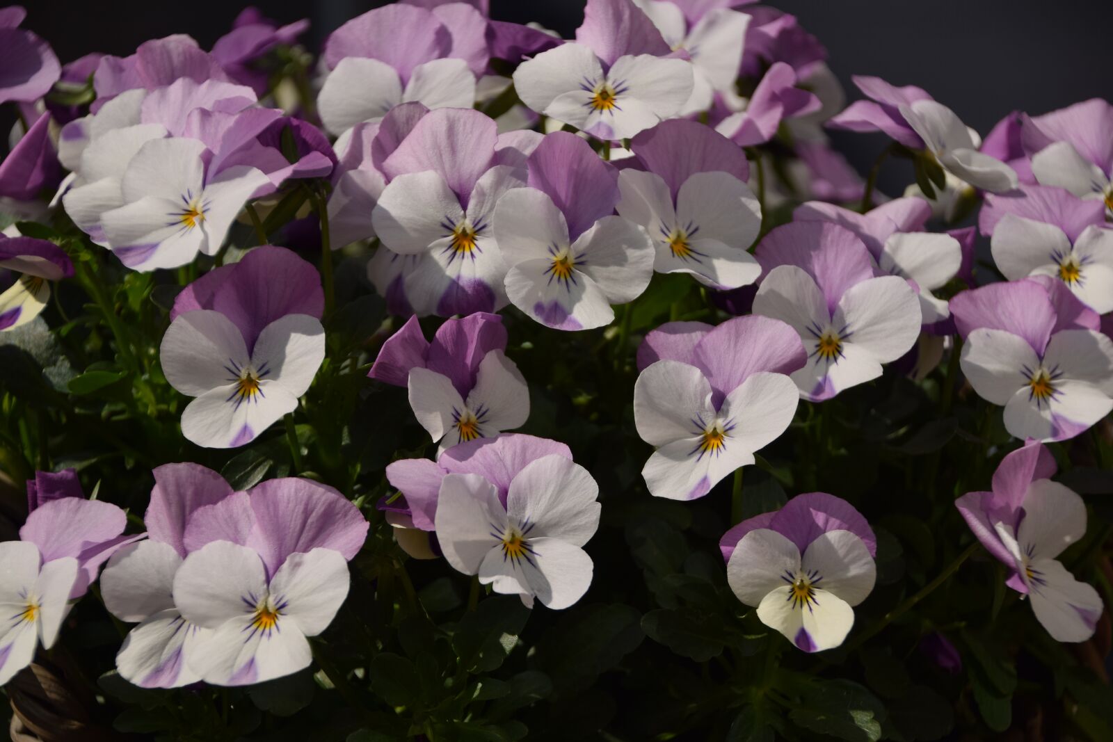 Nikon D3300 sample photo. Hellevoetsluis, flowers, spring photography