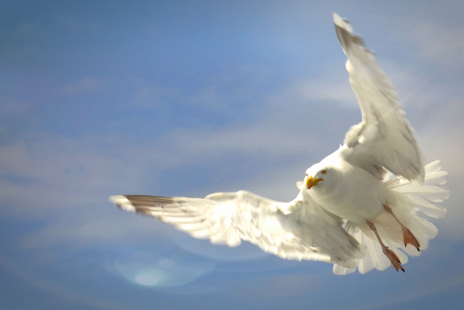 Nikon D3100 sample photo. Birds, himmel, nature photography