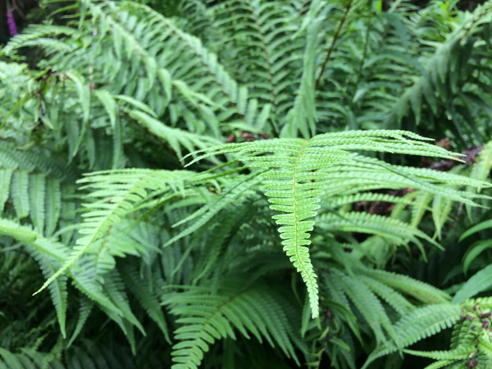 iPhone 5s back camera 4.15mm f/2.2 sample photo. Leaf, flora, fern photography