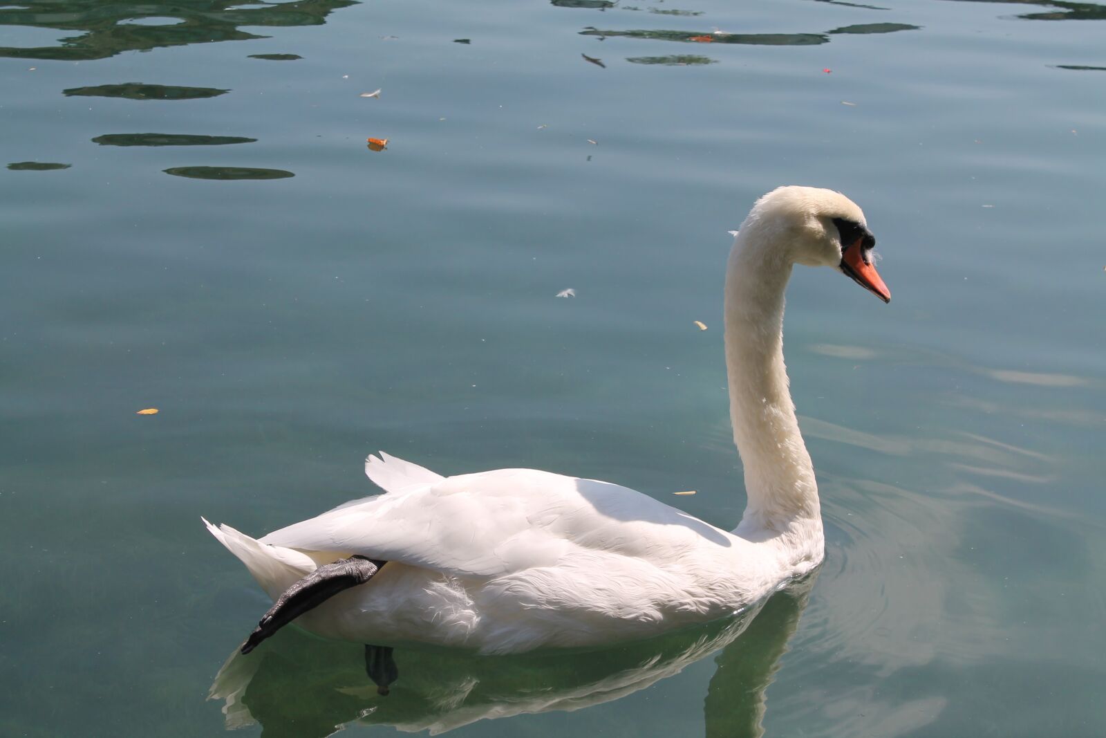 Canon EOS 1100D (EOS Rebel T3 / EOS Kiss X50) sample photo. Bird, water, swan photography