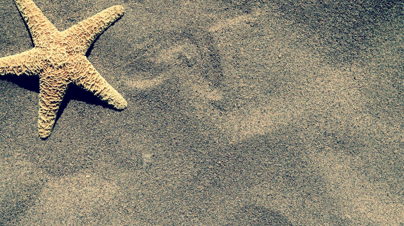 Canon 24-70mm F2.8 DG OS HSM | Art 017 sample photo. Starfish, sand, beach photography