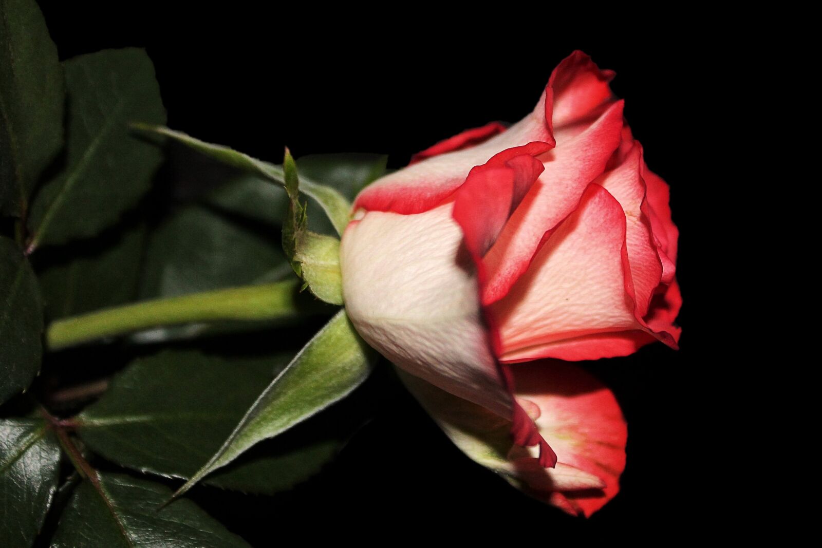 Canon EOS 1100D (EOS Rebel T3 / EOS Kiss X50) sample photo. Rose, blossom, bloom photography