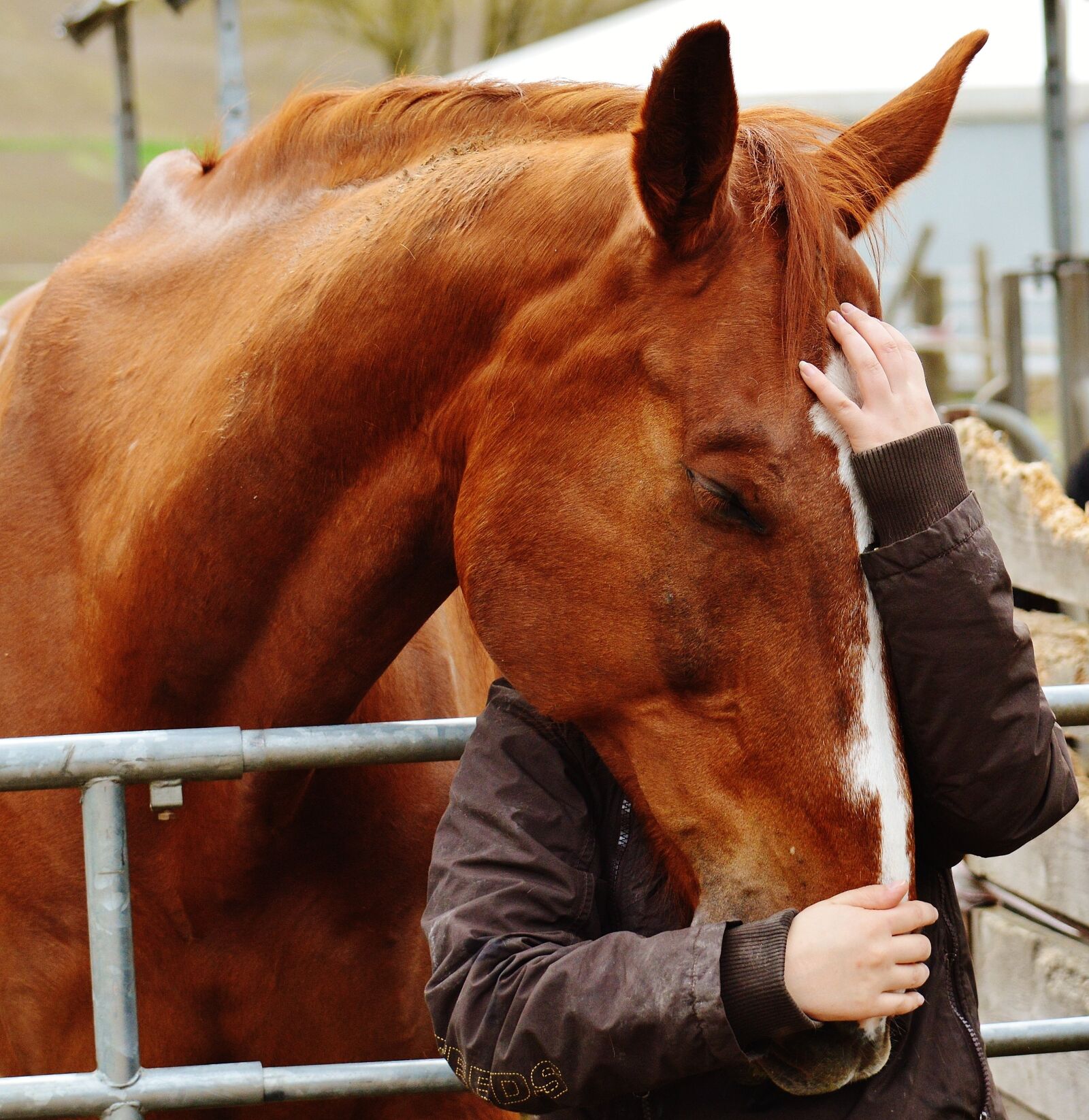 Nikon D3200 sample photo. Horse, smooch, love for photography