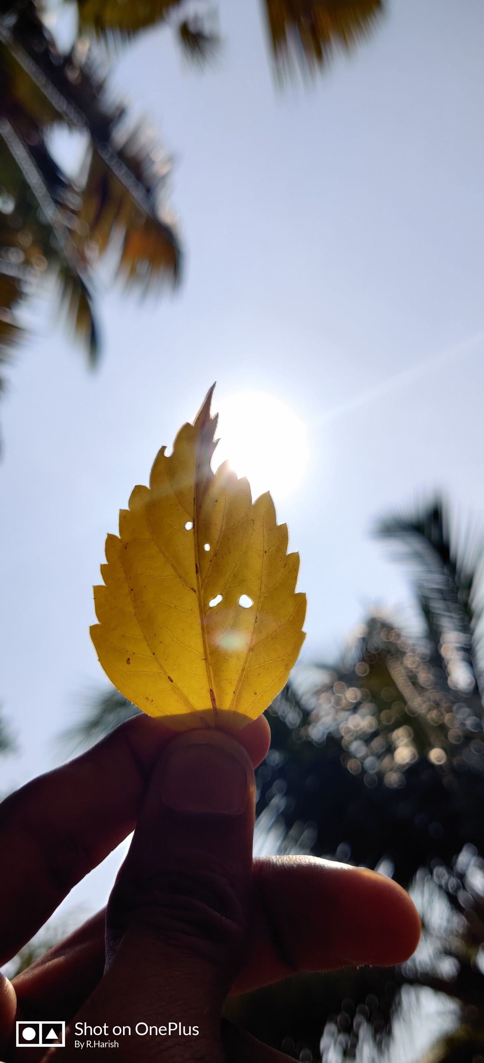 OnePlus GM1901 sample photo. Leaf, sun, dry leaf photography