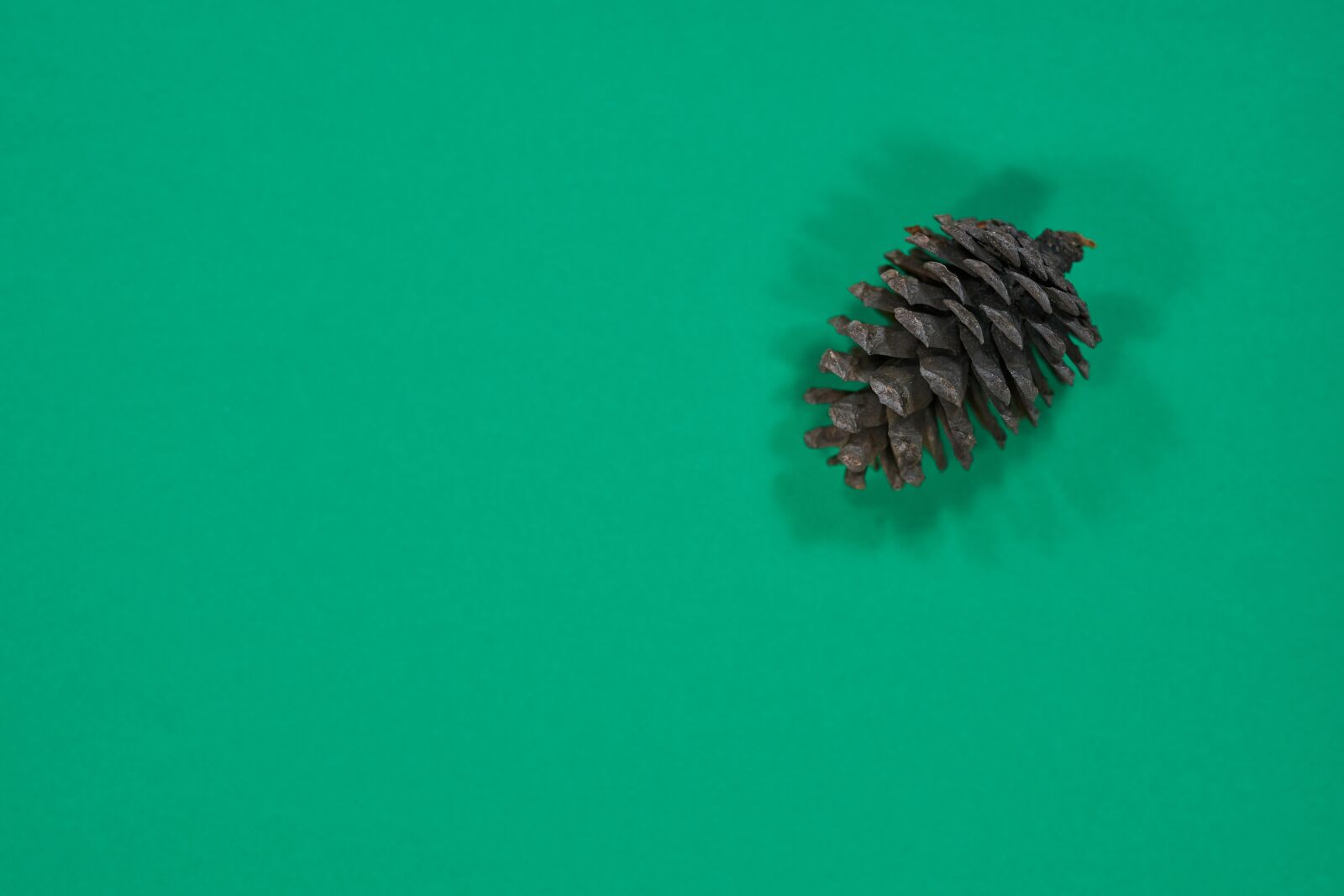 Sigma 85mm F1.4 DG HSM Art sample photo. Green, cone, paper photography