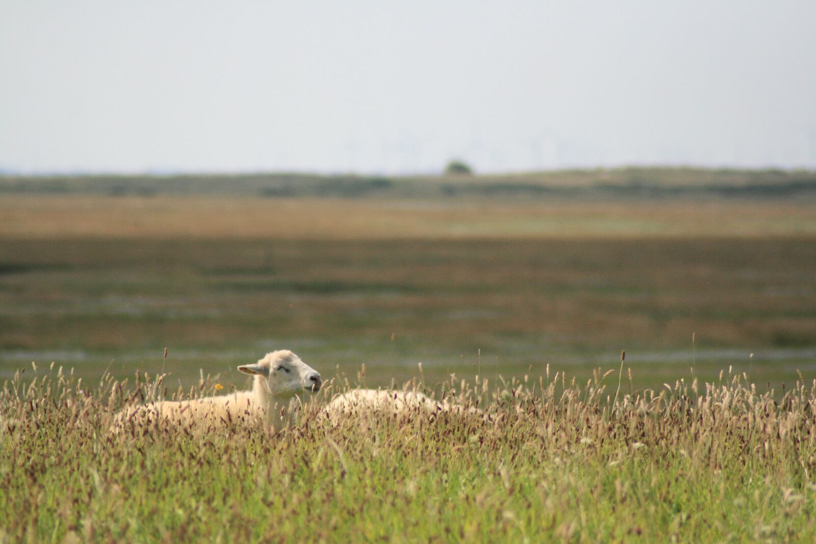 Canon EOS 400D (EOS Digital Rebel XTi / EOS Kiss Digital X) sample photo. Sheep, background, island photography