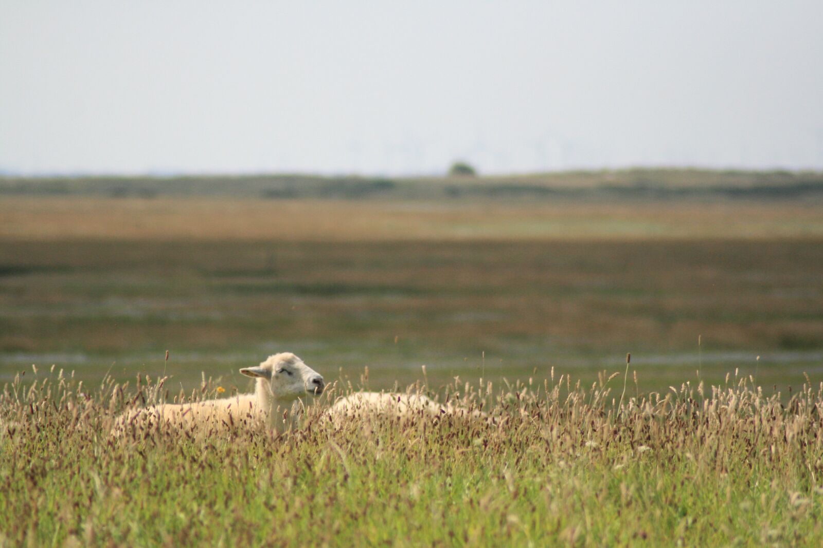 Canon EOS 400D (EOS Digital Rebel XTi / EOS Kiss Digital X) sample photo. Sheep, background, island photography