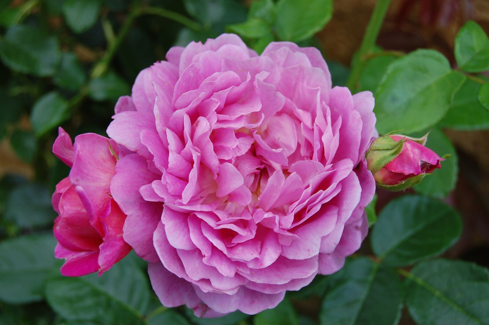 Nikon D40 sample photo. Rose, pink, flower photography
