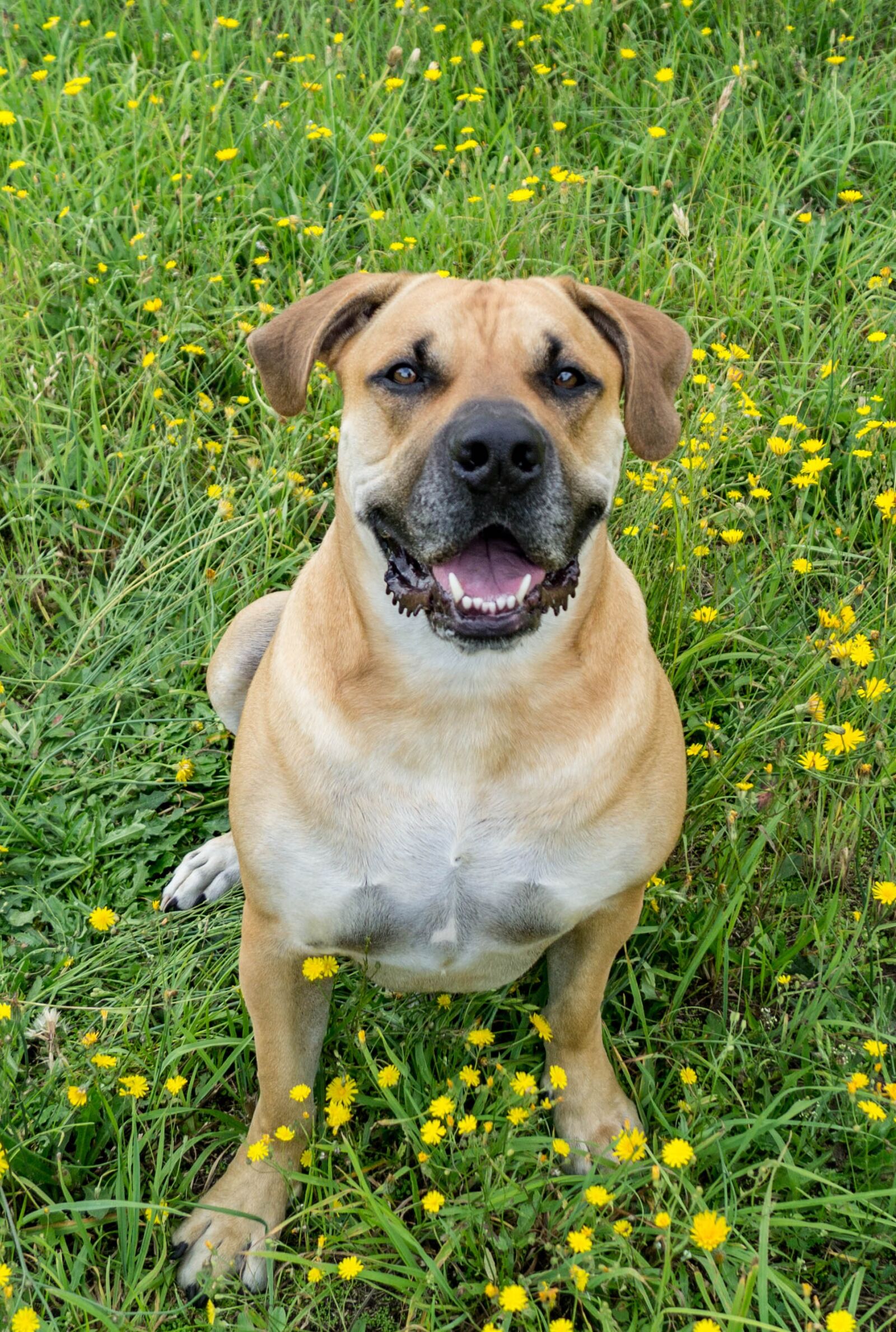 Sony SLT-A37 sample photo. Boerboel, dog, african farmers photography