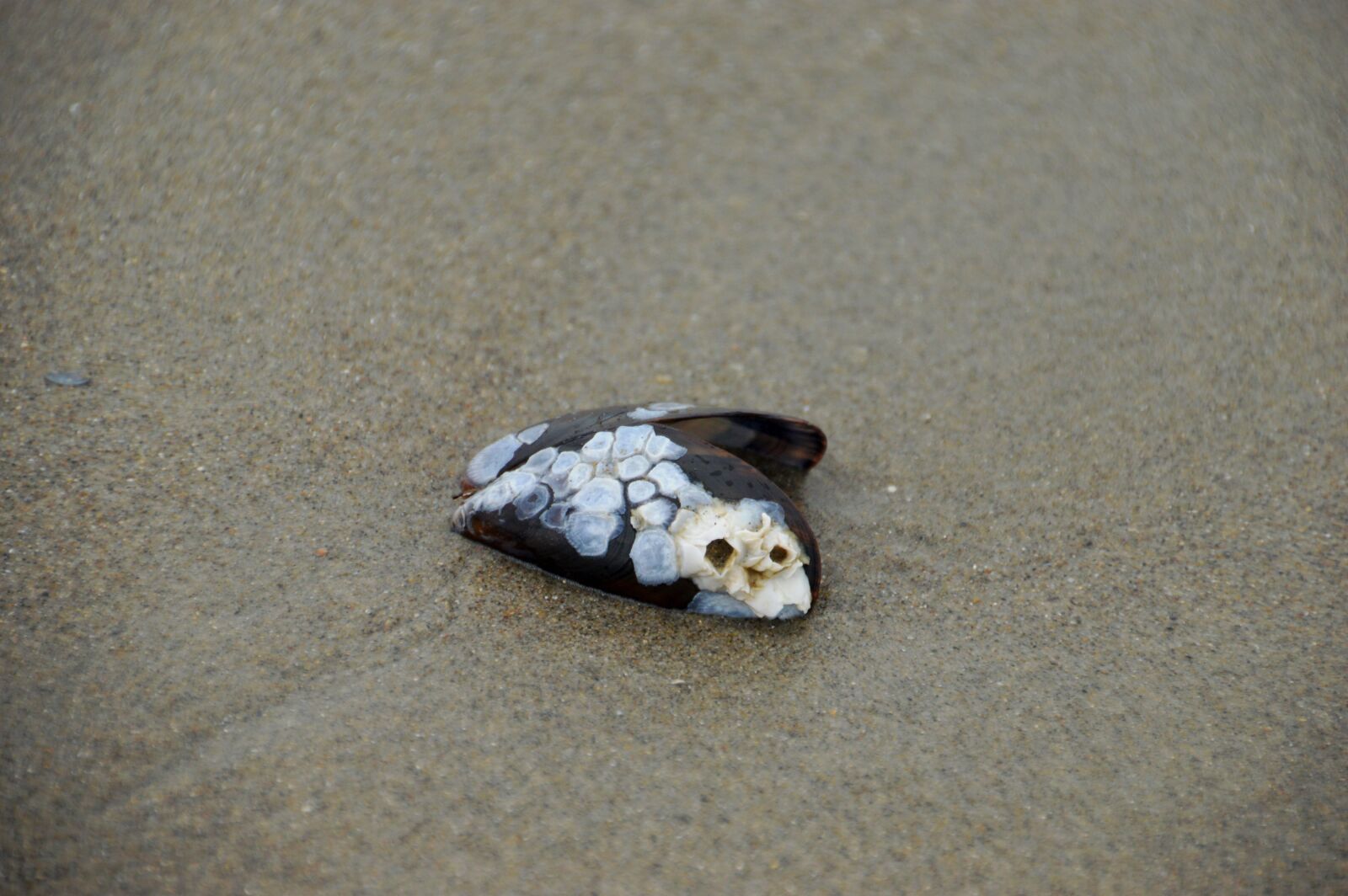 Nikon D3200 sample photo. Sea, beach, stella beach photography