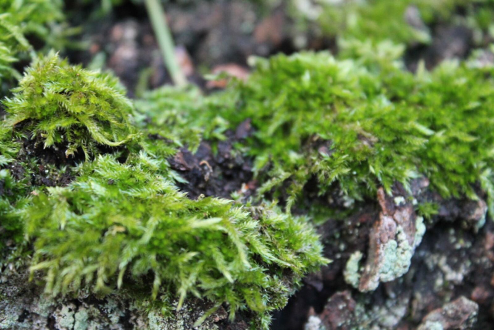 Canon EOS 1100D (EOS Rebel T3 / EOS Kiss X50) sample photo. Moss, nature, green photography