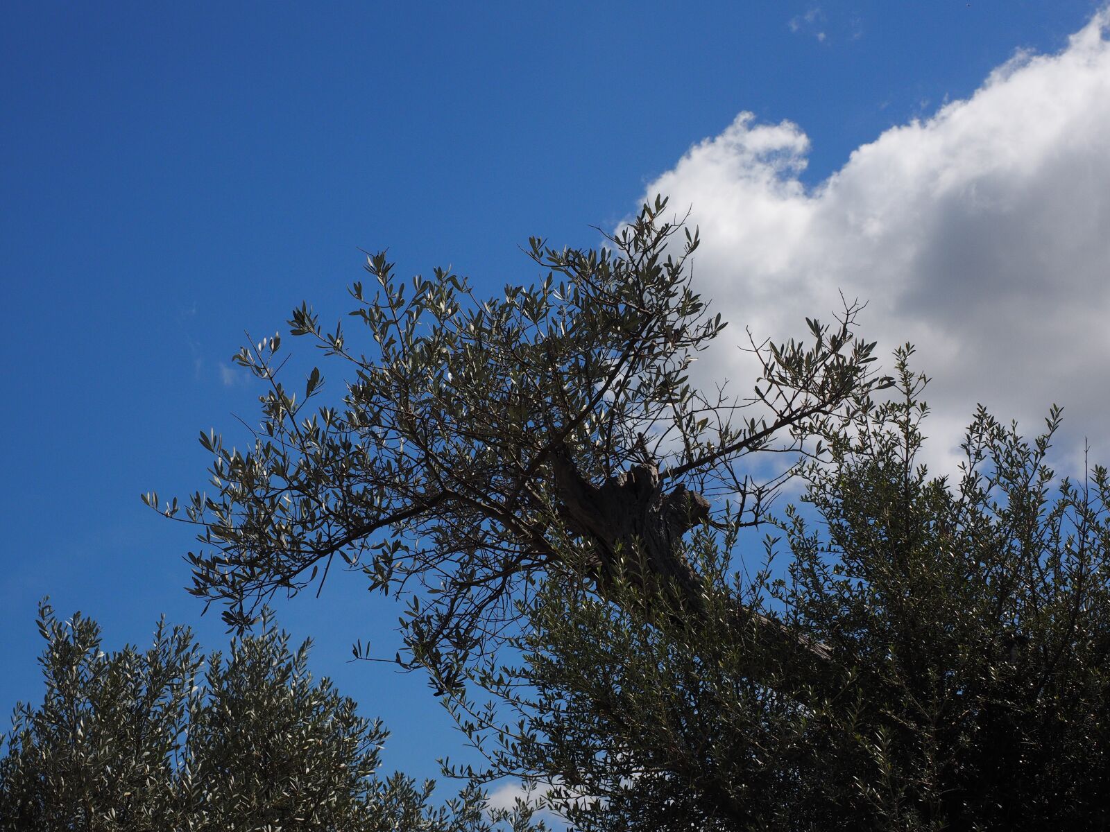 Olympus OM-D E-M1 + Olympus M.Zuiko Digital ED 12-40mm F2.8 Pro sample photo. Olive branch, olive tree photography