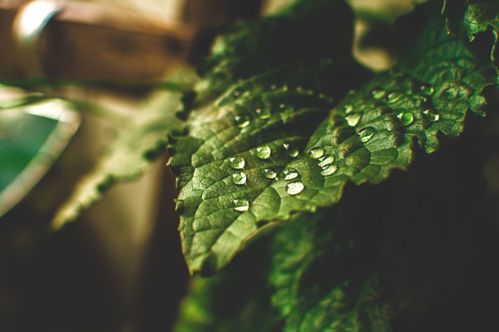 Nikon D5200 sample photo. Leaf, drip, water photography