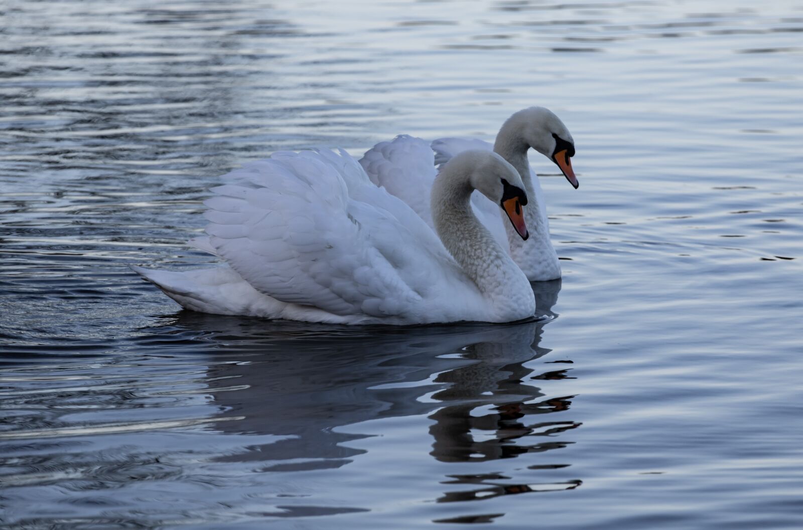 Canon EF 70-200mm F4L USM sample photo. Two swans, lake, serene photography