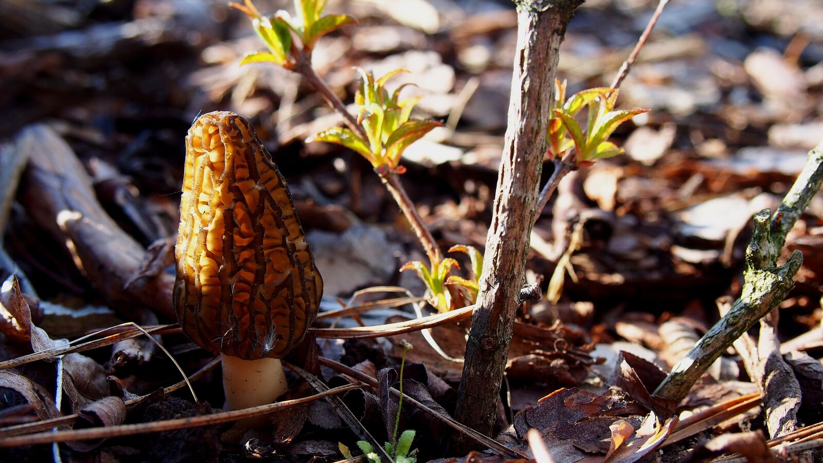 Olympus PEN E-PL6 sample photo. Mushroom, morchella conica, macro photography
