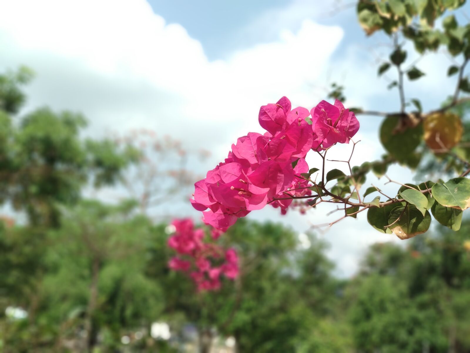 Xiaomi Mi A1 sample photo. Paper flower, delete the photography