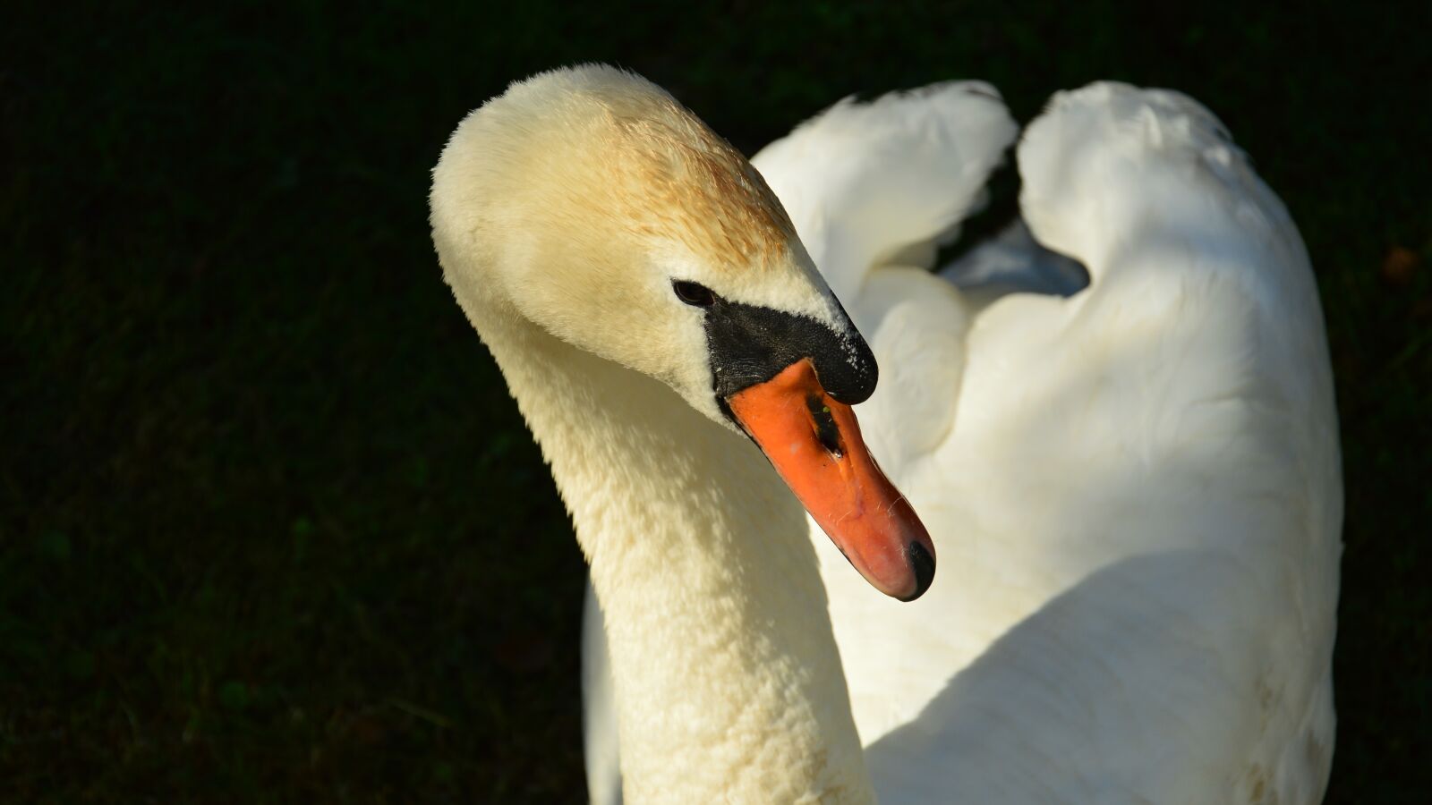 Nikon D3200 sample photo. Swan, portrait, summer photography