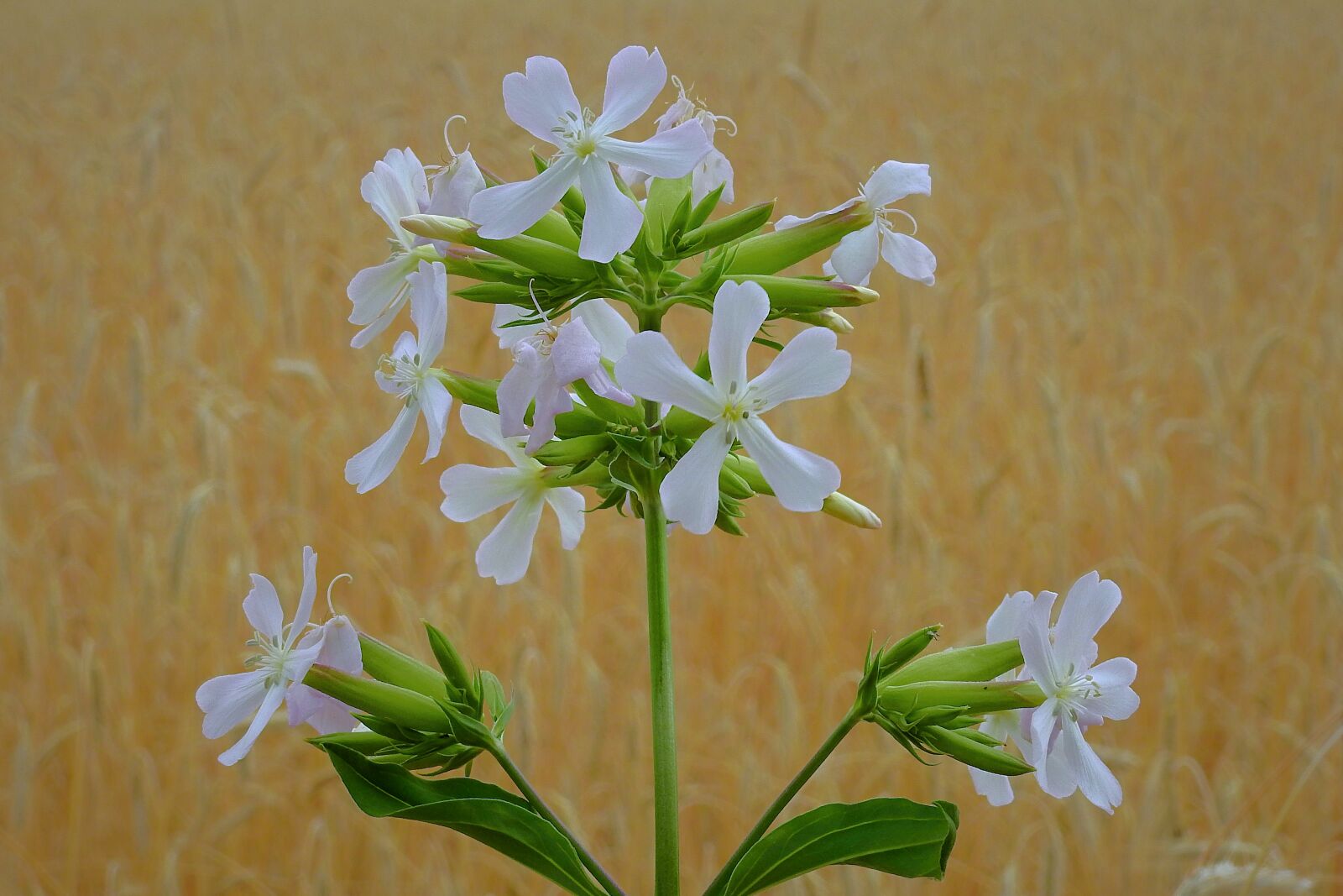 Nikon Coolpix P900 sample photo. Flowers, field, plant photography