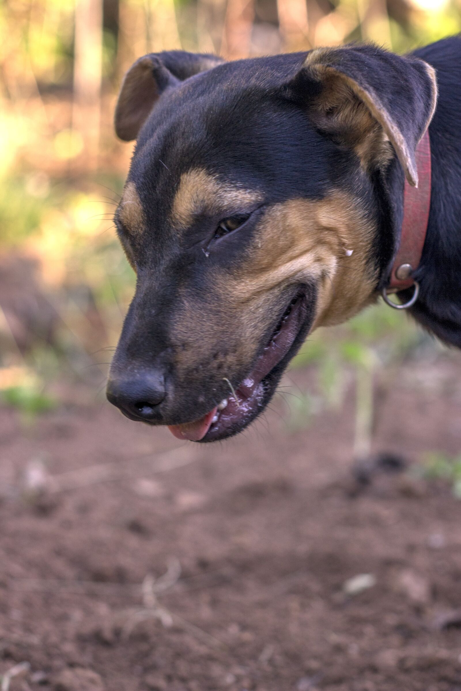 Canon EOS 700D (EOS Rebel T5i / EOS Kiss X7i) sample photo. Dog, black, brown photography
