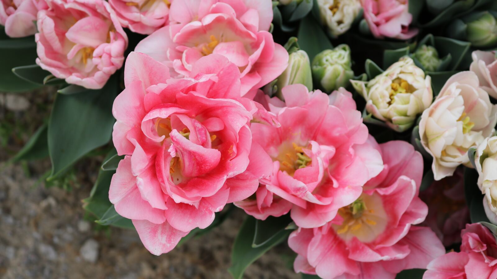 Canon EOS 750D (EOS Rebel T6i / EOS Kiss X8i) sample photo. Flower, rose, plant photography