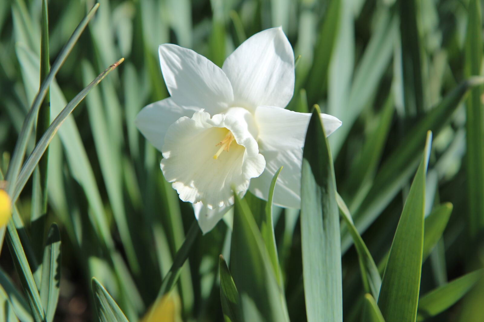 Canon EOS 600D (Rebel EOS T3i / EOS Kiss X5) sample photo. Narcissus, flowers, spring photography