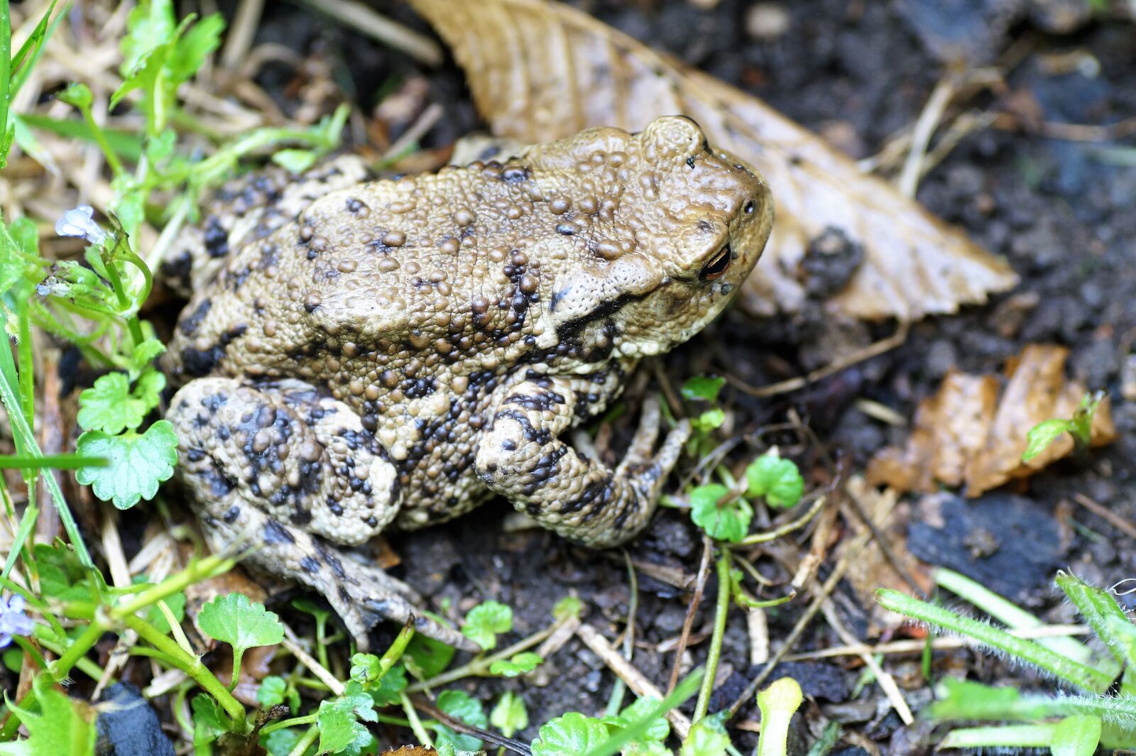 Sony SLT-A58 sample photo. Toad, general, bufo bufo photography