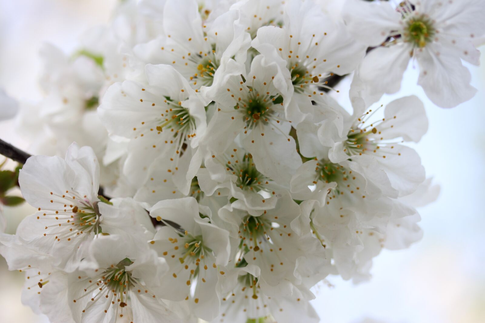 Canon EF-S 60mm F2.8 Macro USM sample photo. Flowers, white, tree photography