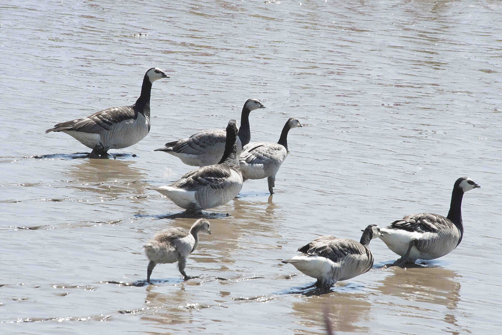 Nikon D800 sample photo. Nature, geese, birds photography