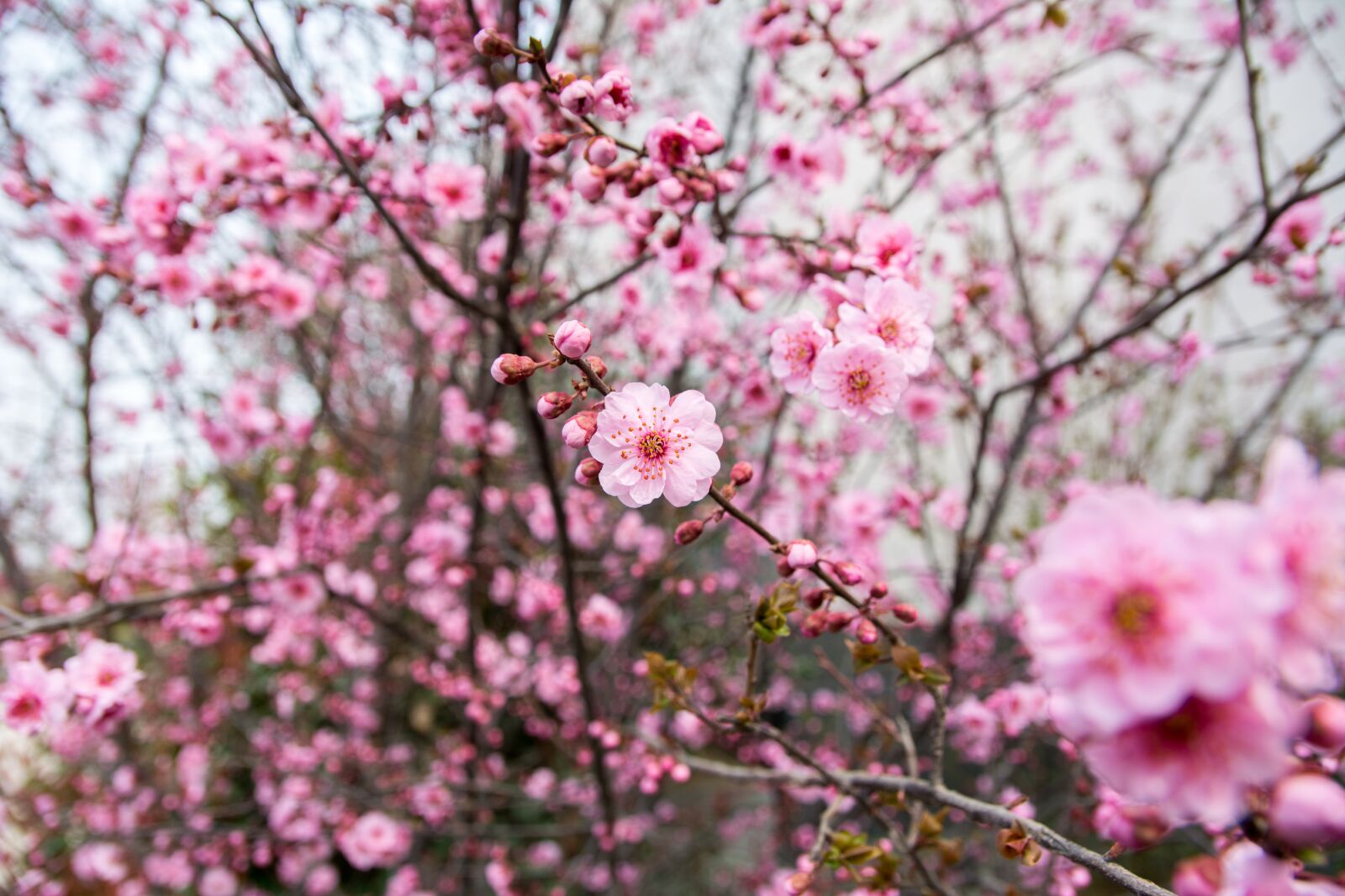 Nikon D7100 sample photo. Flower, plum blossom, red photography