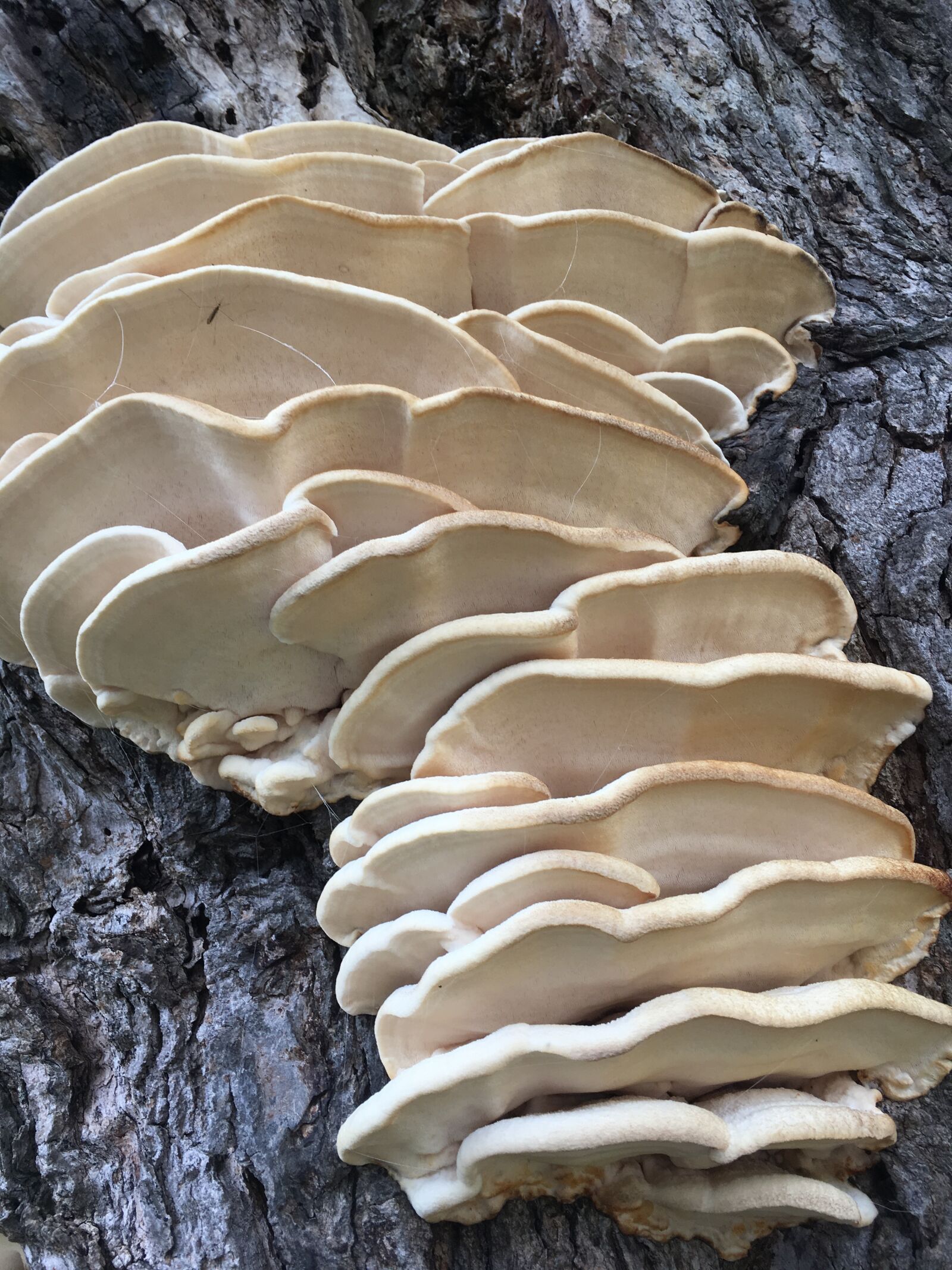 iPhone SE back camera 4.15mm f/2.2 sample photo. Fungus, shelf, nature photography