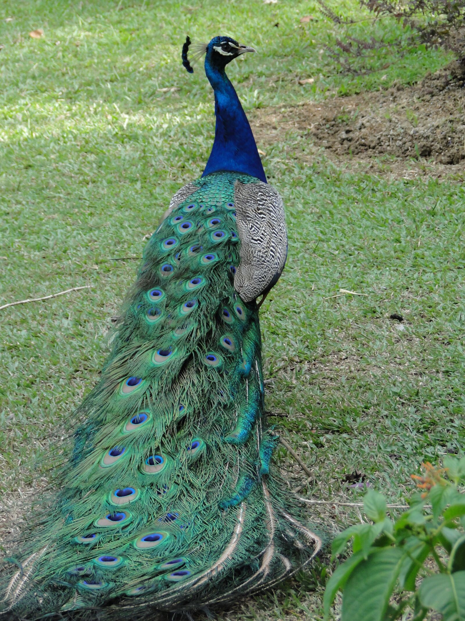 Sony Cyber-shot DSC-HX1 sample photo. Peacock, bird, wild photography